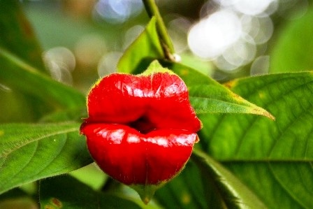 Loài hoa có tên “đôi môi gái gọi” - 9 An Tử